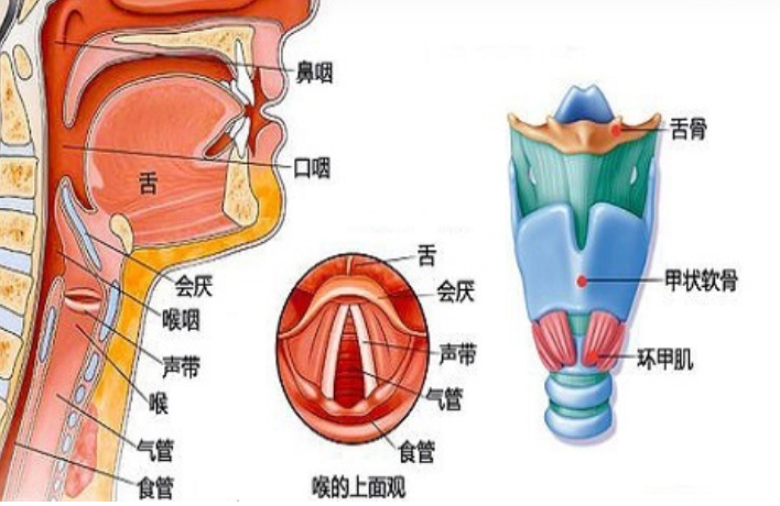 洛陽咽炎診所：咽炎的癥狀及分類